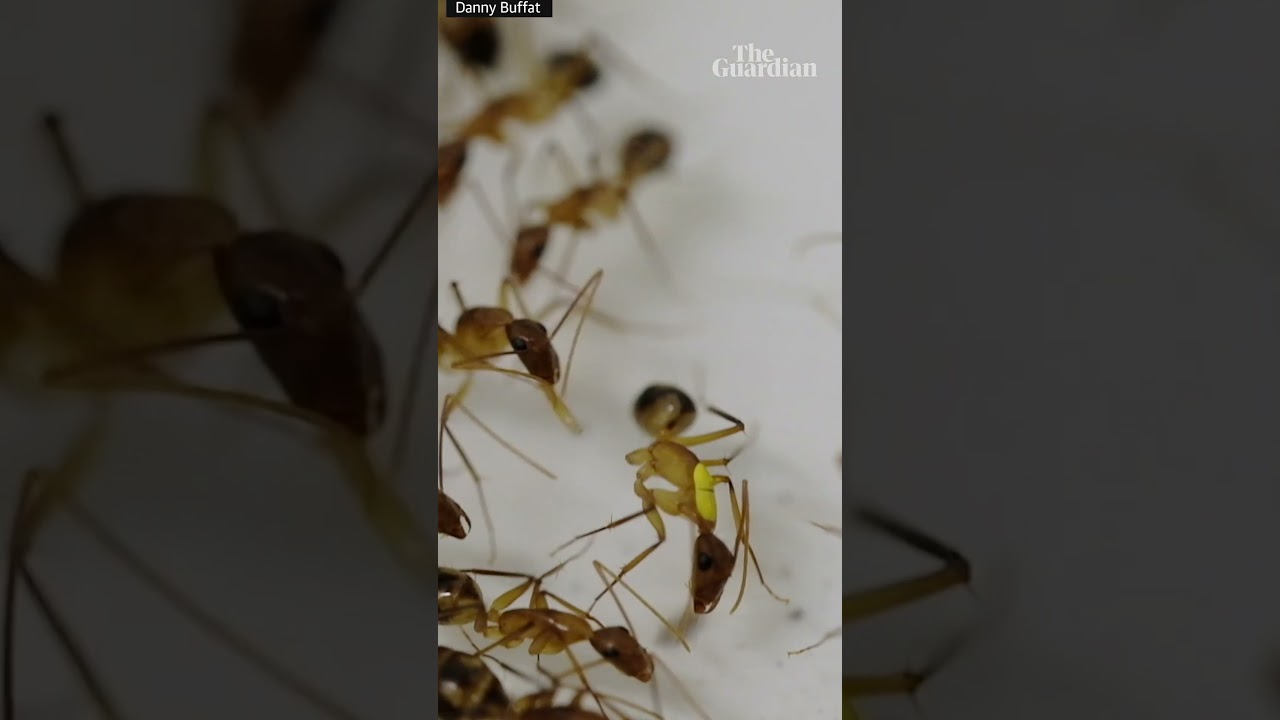 オオアリが仲間の脚を切断する実験映像