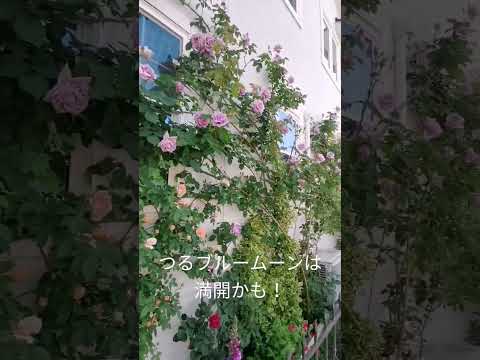 バラの種まき 一部の品種は開花しない 初年度