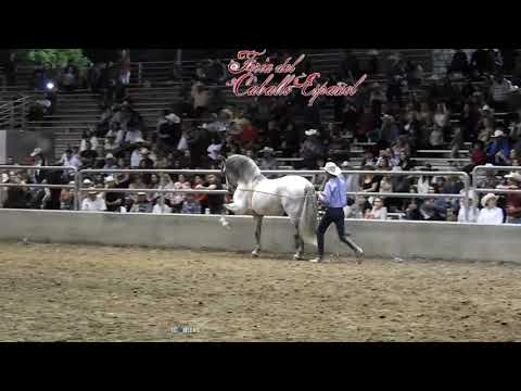 Beto Peña arrendador en la Feria Del Caballo Español mayo 2019