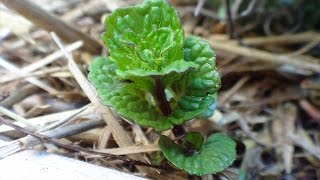 Invasive Plants | Stopping Mint in Garden Bed and Gopher Attack