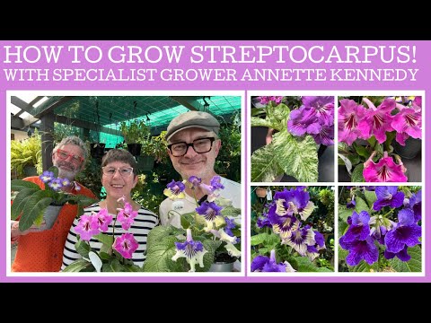 How to grow & propagate Streptocarpus with specialist grower Annette Kennedy!