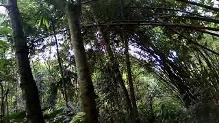 Download lagu Suara Tledekan gunung asli hutan mp3