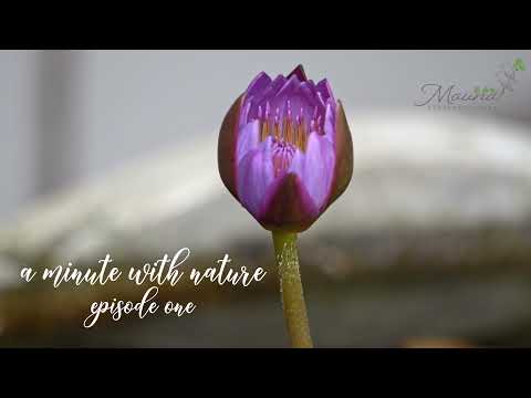 Nature Journal / Daily Mindfulness - A Minute With Nature / Episode One