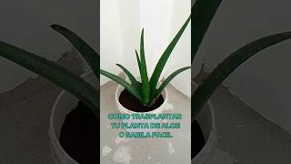 Download lagu Aloe or Aloe Vera how to transplant easily #aloe #aloevera #sabila #sabila #houseplants #medicina... mp3 Download lagu Aloe or Aloe Vera how to transplant easily #aloe #aloevera #sabila #sabila #houseplants #medicina... mp3