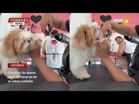 Vídeo: Doguinho faz drama digno de Oscar ao ter as unhas cortadas.