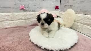 シーズーの動画01