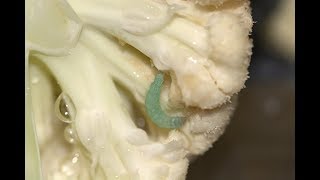 How to Remove Caterpillars in Broccoli and Other Vegetables