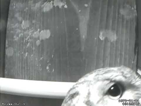 Screech Owl checking out the nest box - 02 Mar 2019b