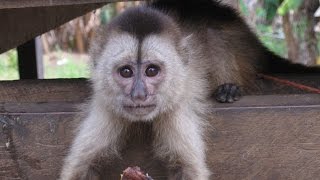 Weeper Capuchin