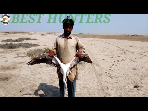 Flamingo 🦩🦩 Hunting Shotgun Mad in Russia Hunting in Pakistan @Best_Hunters