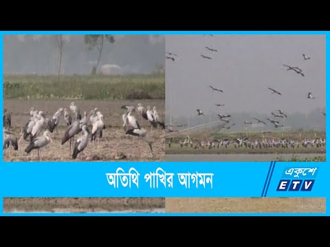 নাটোরের চলনবিলে অতিথি পাখির আগমন