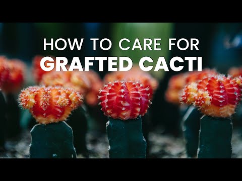 HOW TO CARE FOR GRAFTED CACTI | CACTUS GRAFTING GUIDE