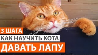 Как научить кота давать лапу. 3 простых шага