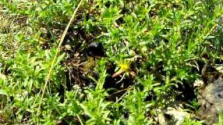 preview picture of video 'Gandaci de balegar...(dung-beetle)'