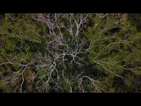 Protect the Amazon Rainforest