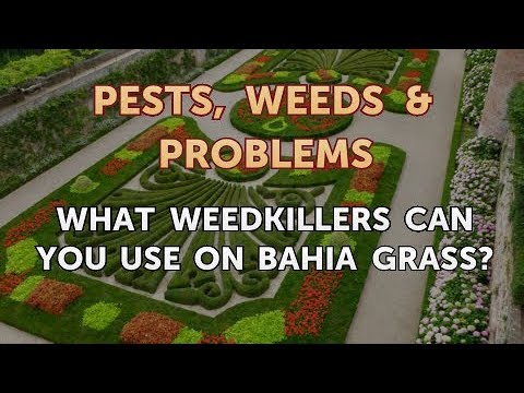 What Weedkillers Can You Use on Bahia Grass?