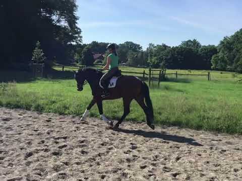 FOR SALE   3 jährige Stute von Vitalis   x   Don Index