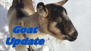 Goat Update January  2019