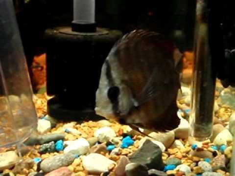 Discus fish sick with worms
