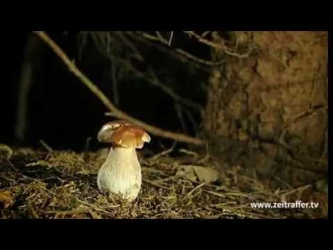 Il bambino di scricchioli di 6 anni in un sogno e non cè nessun verme Analisi su parassiti in Grodno