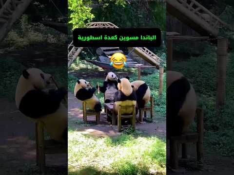الباندا مسوين كعدة اسطورية تجمع مال بانداء 😂 / الجزء 181