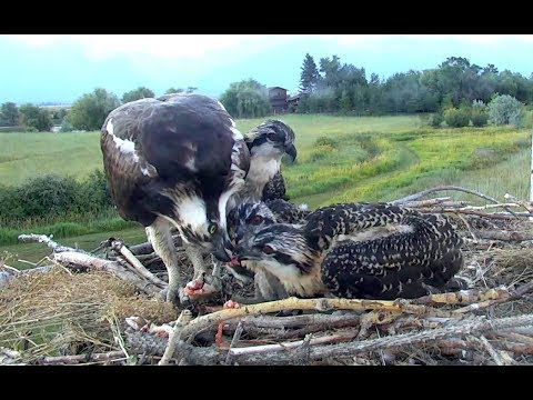 Sucker breakfast for Charlo Ospreys. 05.50 / 20 July 2018