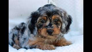 Video preview image #1 Cavapoo (Miniature) Puppy For Sale in ELIZABETHTOWN, PA, USA