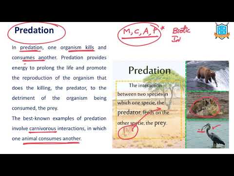 What is Predation ? || Predation అంటే ఏమిటి?