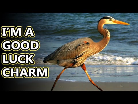 image-What is a group of great blue herons called?