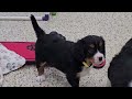 Miniature Bernese Mountain Dog dogs for sale: Midnight - Video 1