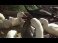 Happy Creatures At Rocky Ridge Rescue California