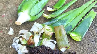 How To Save Aloe vera With Rotting Leaves