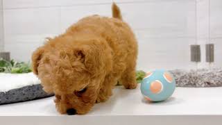 タイニープードルの動画01