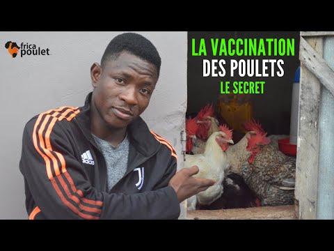 , title : 'COMMENT VACCINER vos POULETS? (PROPHYLAXIE de vaccination de poulet GOLIATH) élevage de poulet local'
