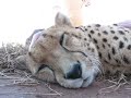 spokojeně vrnící gepard (JFKKKKKKKKKKK) - Známka: 1, váha: obrovská
