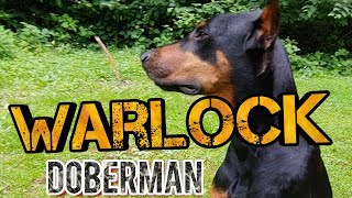 Warlock Doberman Pinscher - What are they?