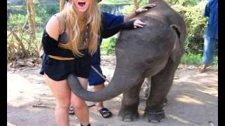 Gimme Gimme Good Lovin - Crazy Elephant