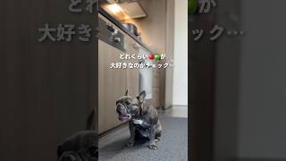 愛犬はどれくらい🍎🍏が好きなのかチェック…