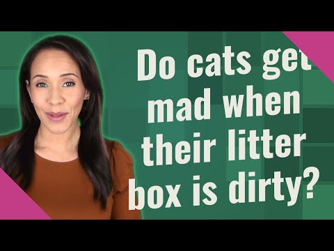 Do cats get mad when their litter box is dirty? - YouTube