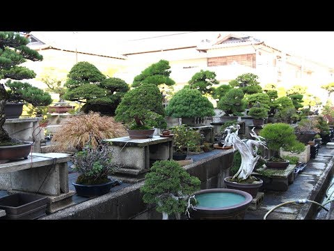 Hiramatsu Shunshoen Bonsai nursery