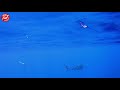 Tiger shark hunting - Euro Divers Meeru