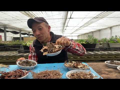 枯れ葉で培養土を作る理由と作り方は？  庭園