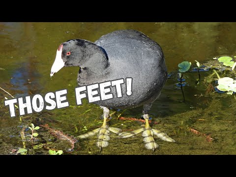 Coots! | Funny Feet and Family Drama