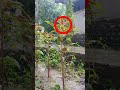 আদি পিতা আদম যখন মুশিবতে পড়ে Shortsvideo Shorts Naa