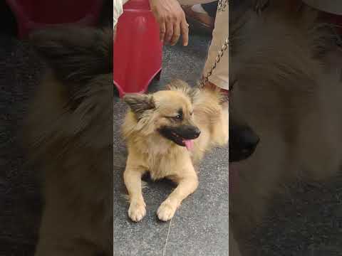 Bittu with his unknown friend