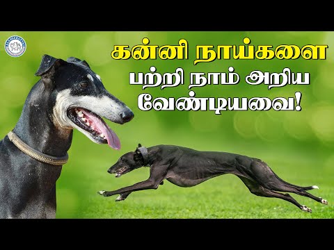 What we need to know about virgin dogs! | Alangu Dog Farm