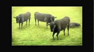 The Answer  - Piece By Piece (with cows)