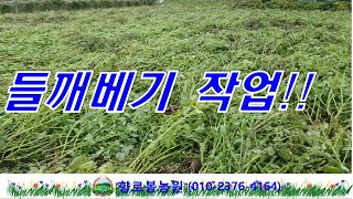 들깨베기~낫으로 하다보니 작업이 늦어요