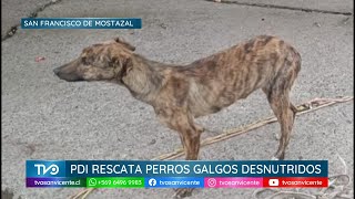PDI Rancagua, rescata a 16 especies caninas que se encontraban en malas condiciones de salud