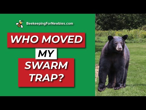 A Bear Moved My Swarm Trap